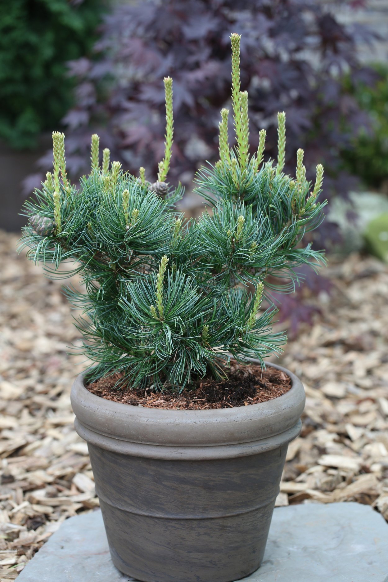 Pinus parviflora