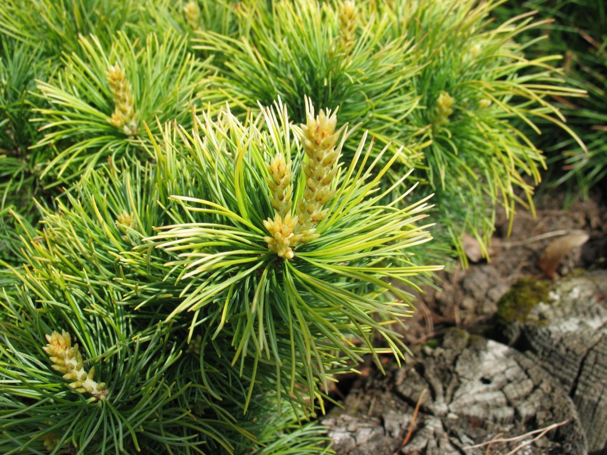 Pinus parviflora 'Goldilocks'