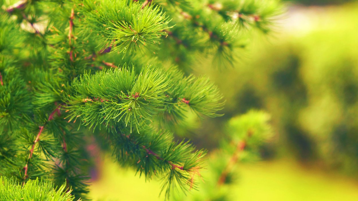 Красивая сосна