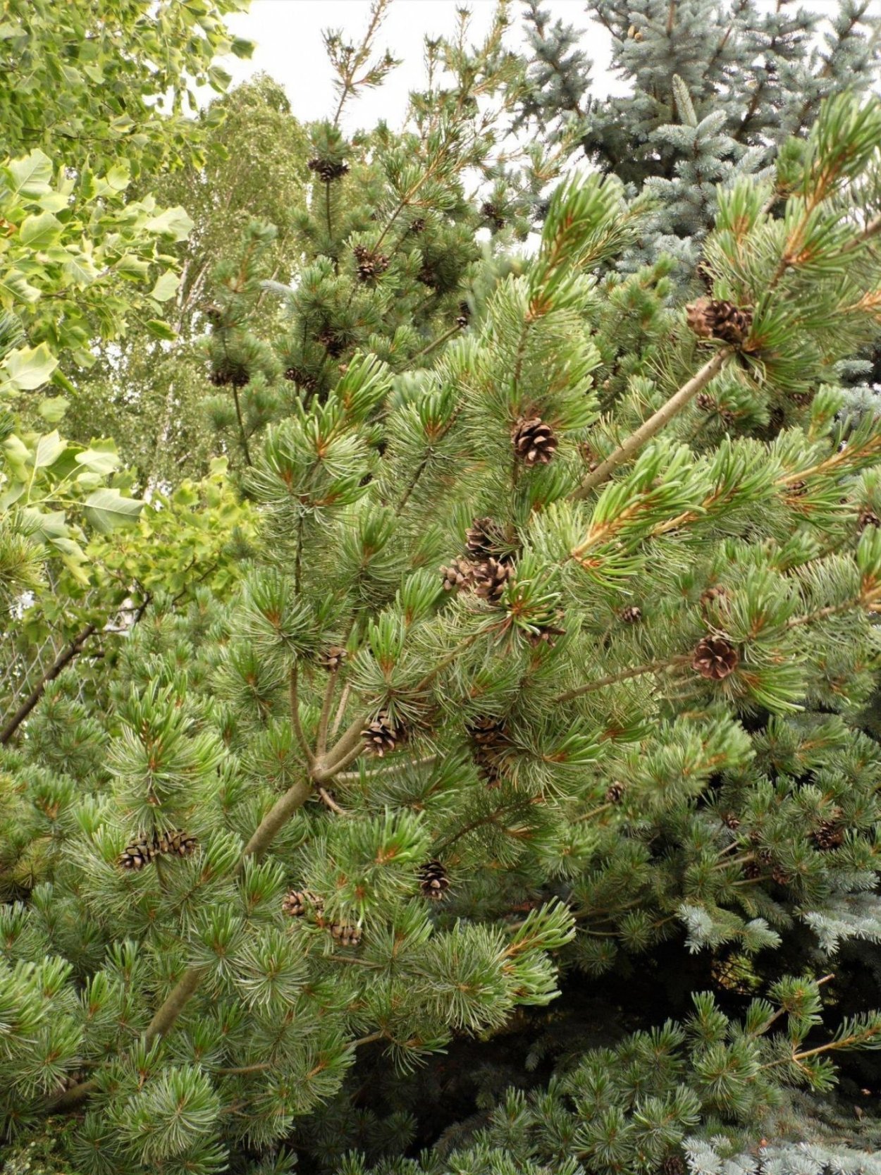 Pinus parviflora 'Saphir'