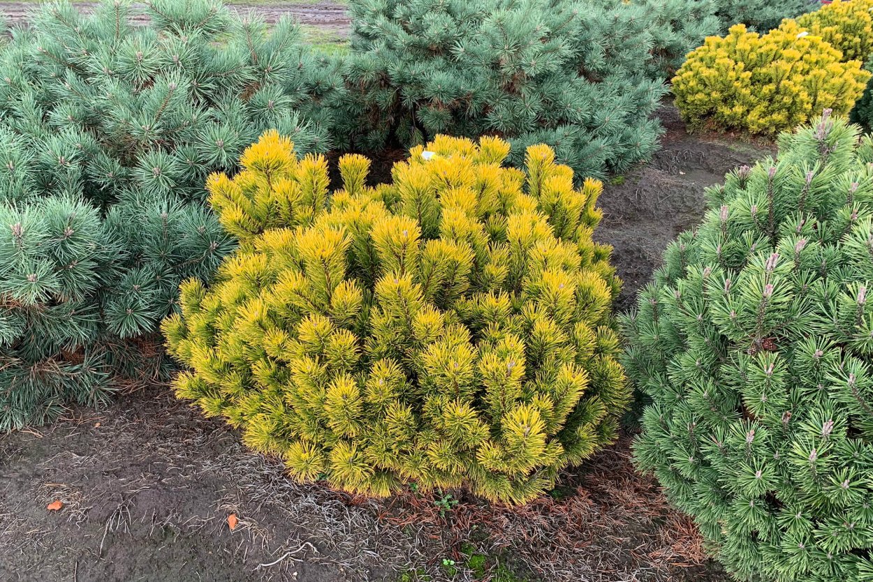 Сосна Горная Карстенс Винтерголд