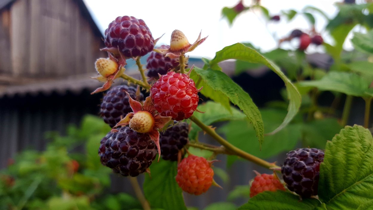 Черная Лесная малина