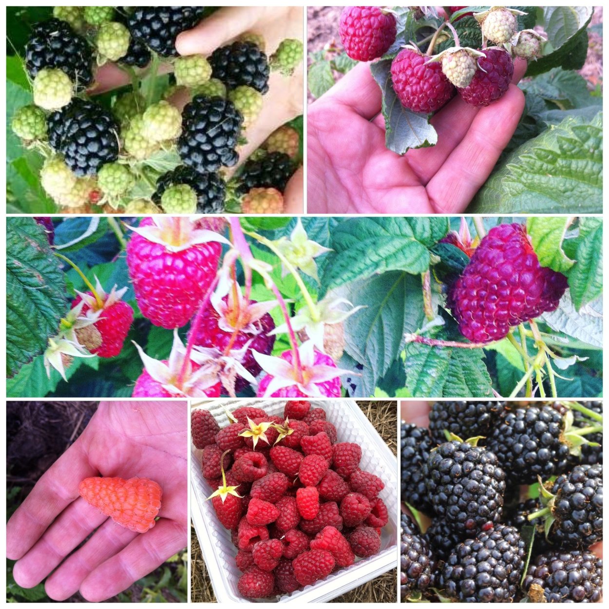 Клубника ремонтантная малина