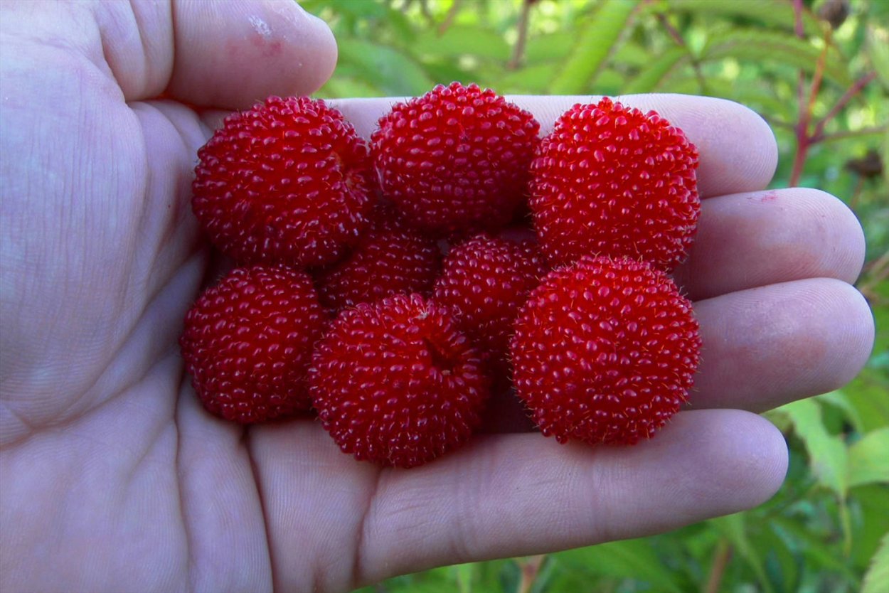 Норвежская малина Земляничная