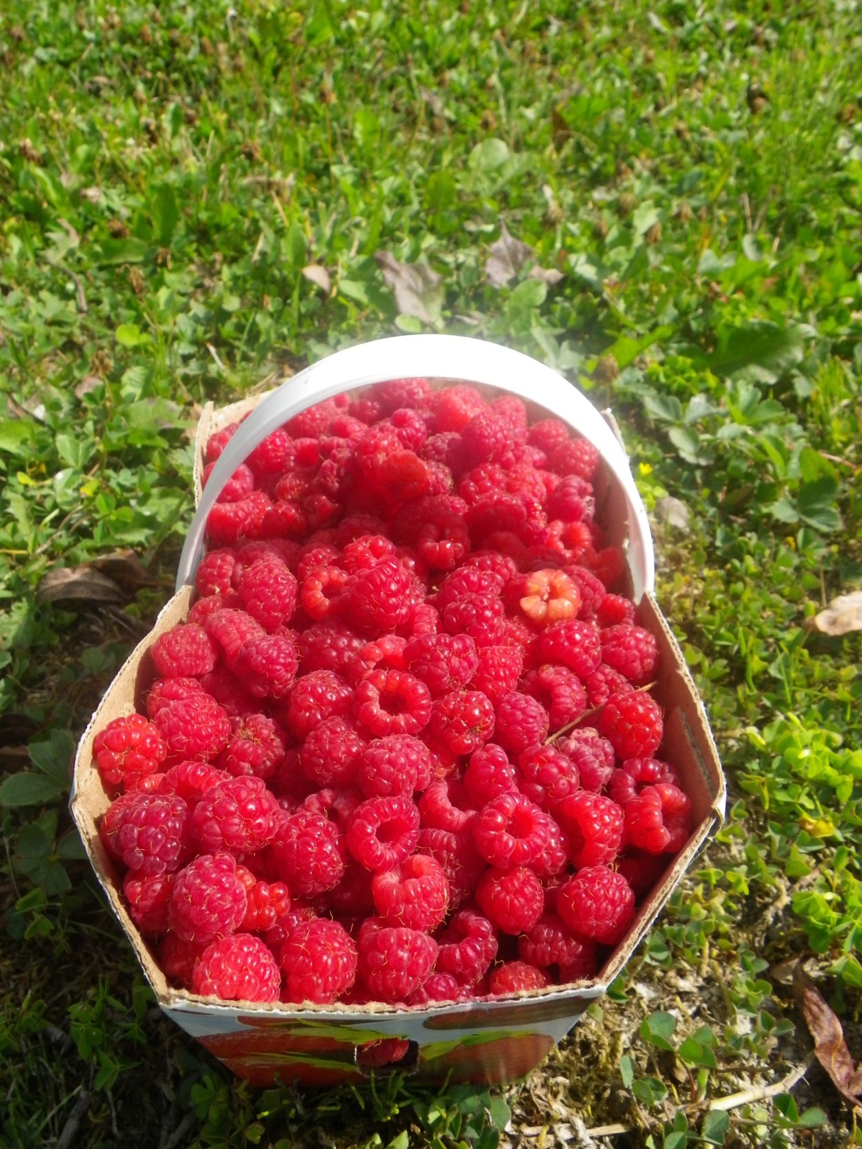 Ягоды малина клубника