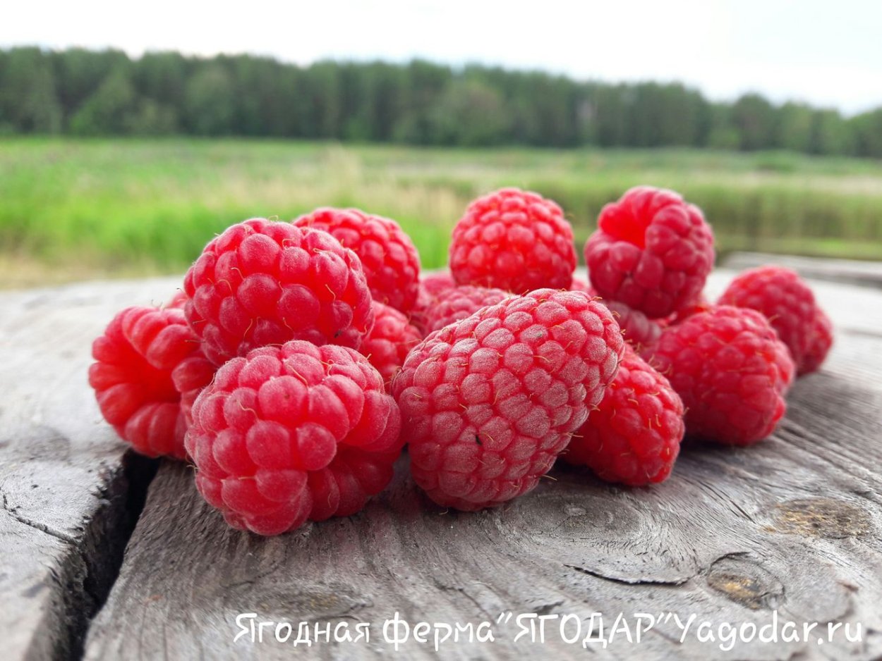 Малиновая ферма