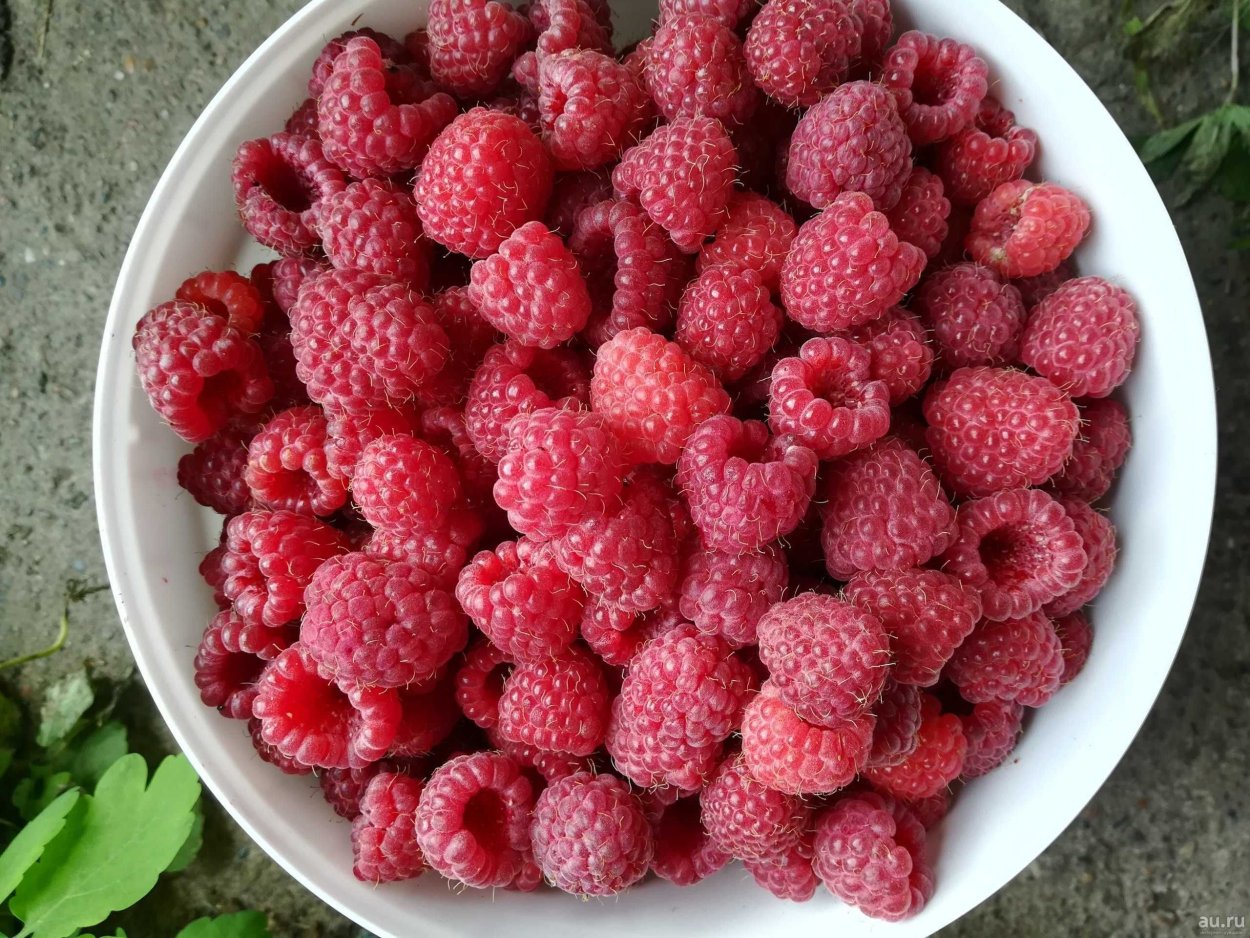 Малина крупная