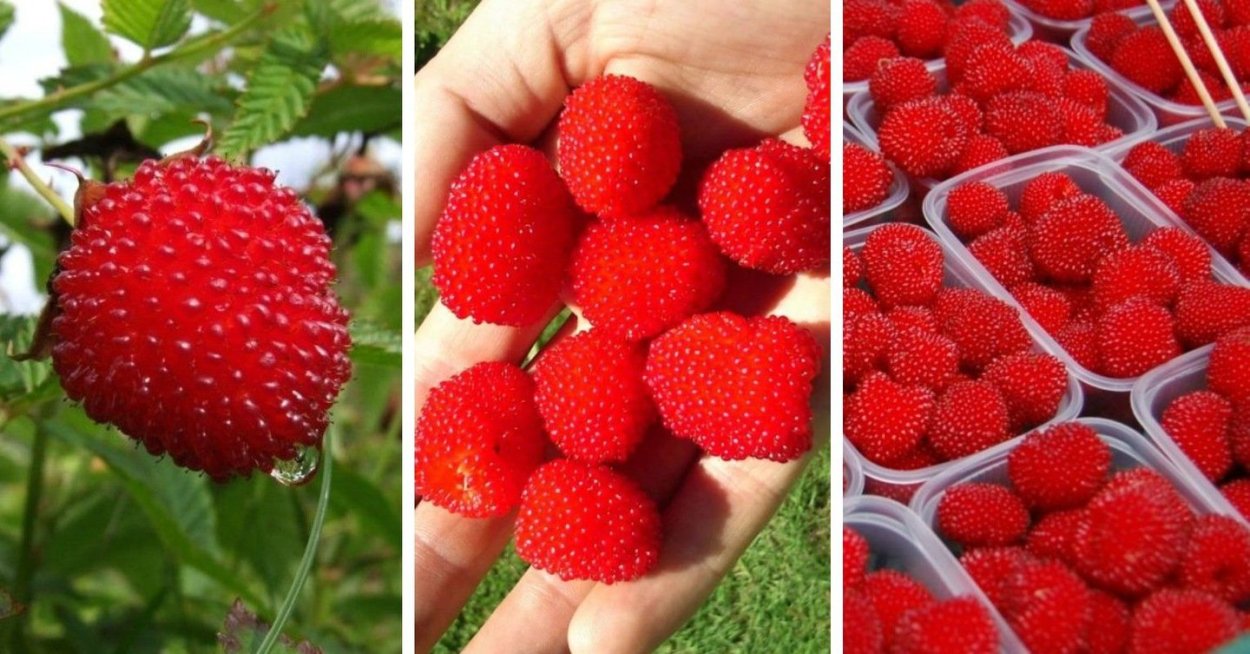 Саженцы ежеклубнику