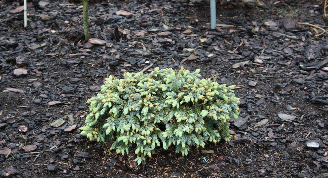 Ель Энгельмана Thomschke