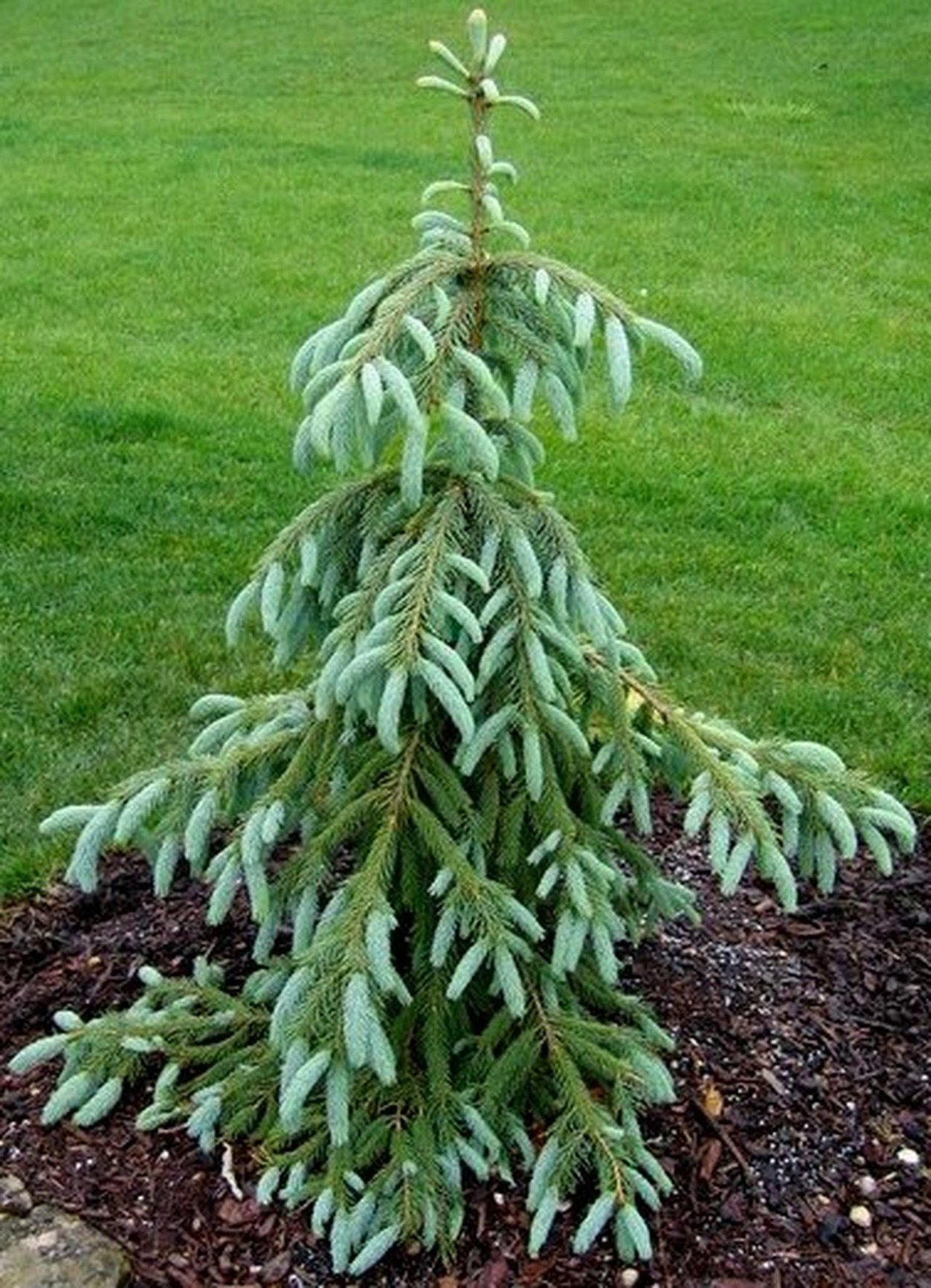 Ель Picea engelmannii Bush's Lace