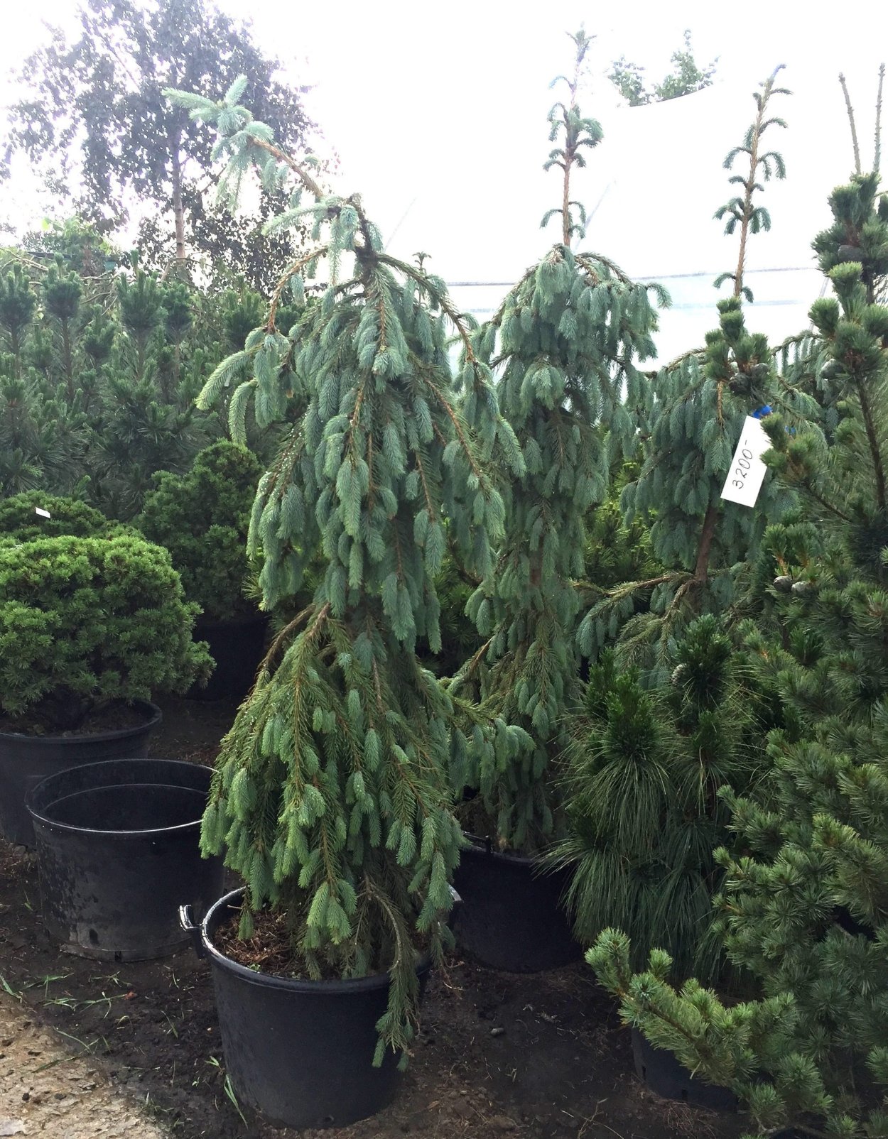 Энгельмана Глаука Пендула