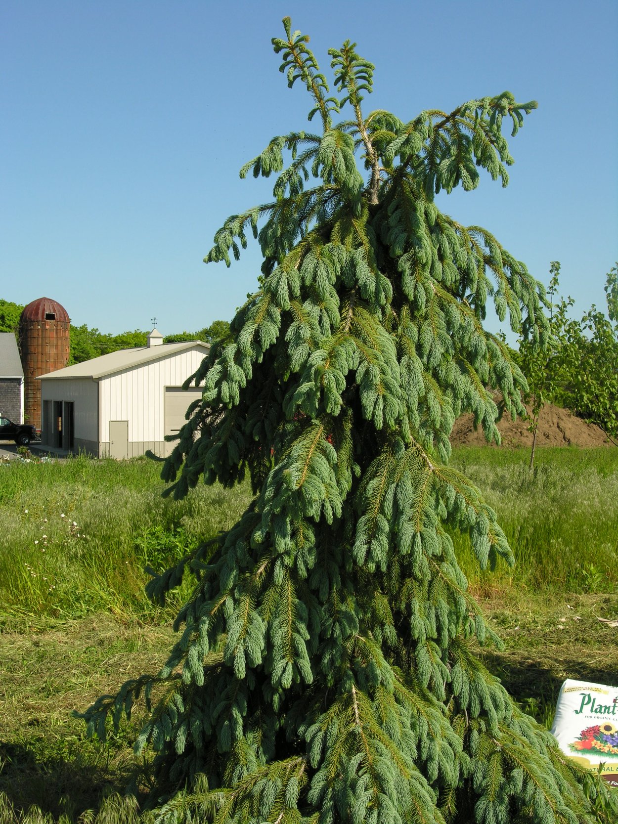 Ель Энгельмана Bush Lace