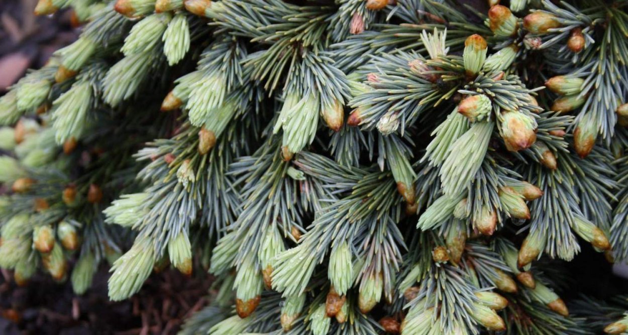 Picea engelmannii Hobo