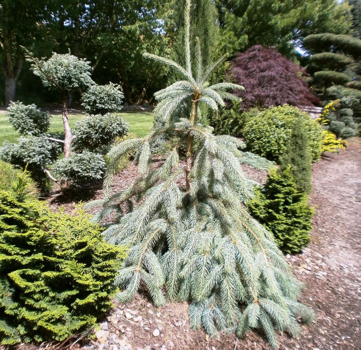 Ель Энгельмана Буш Лейс