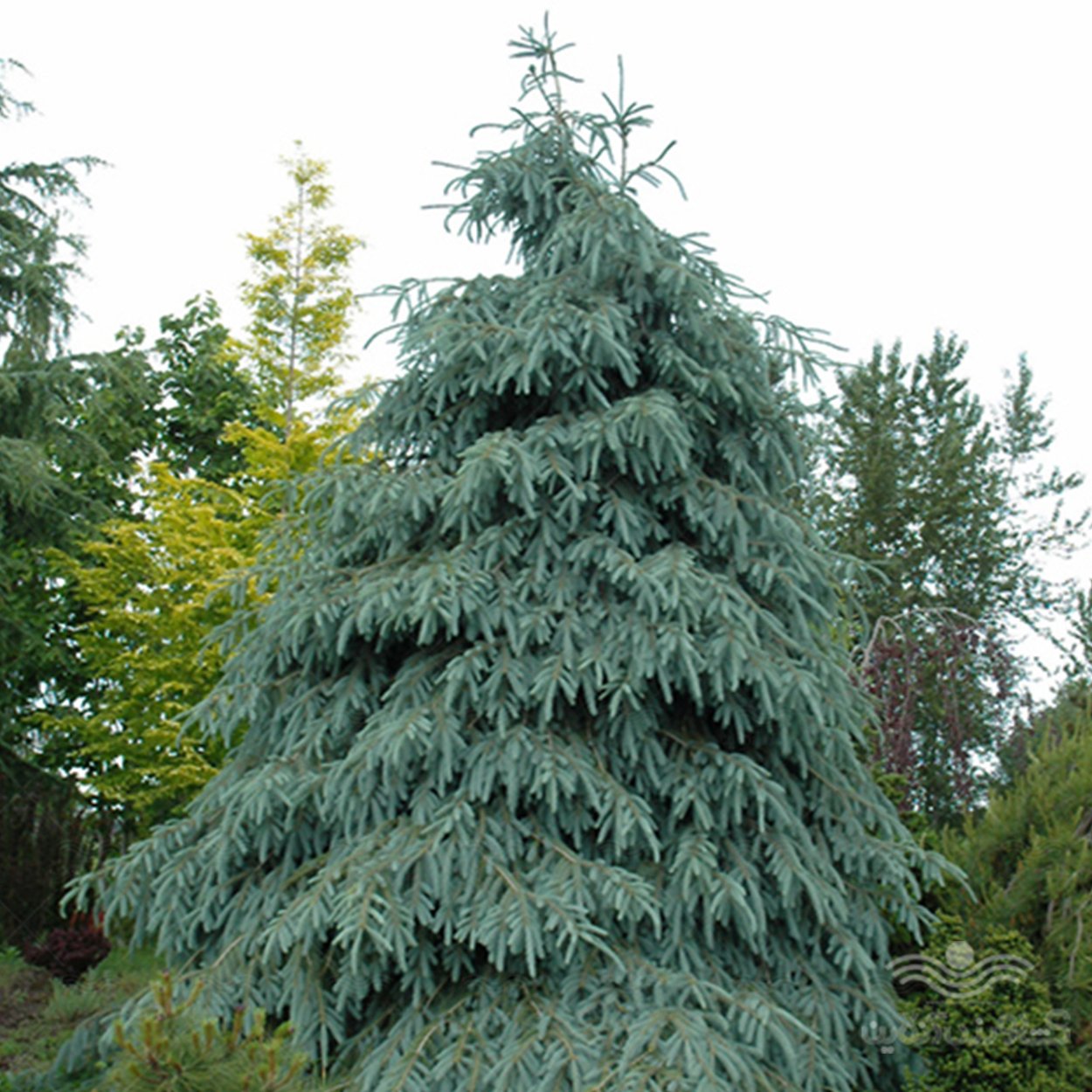 Ель Энгельмана Буш Лейс