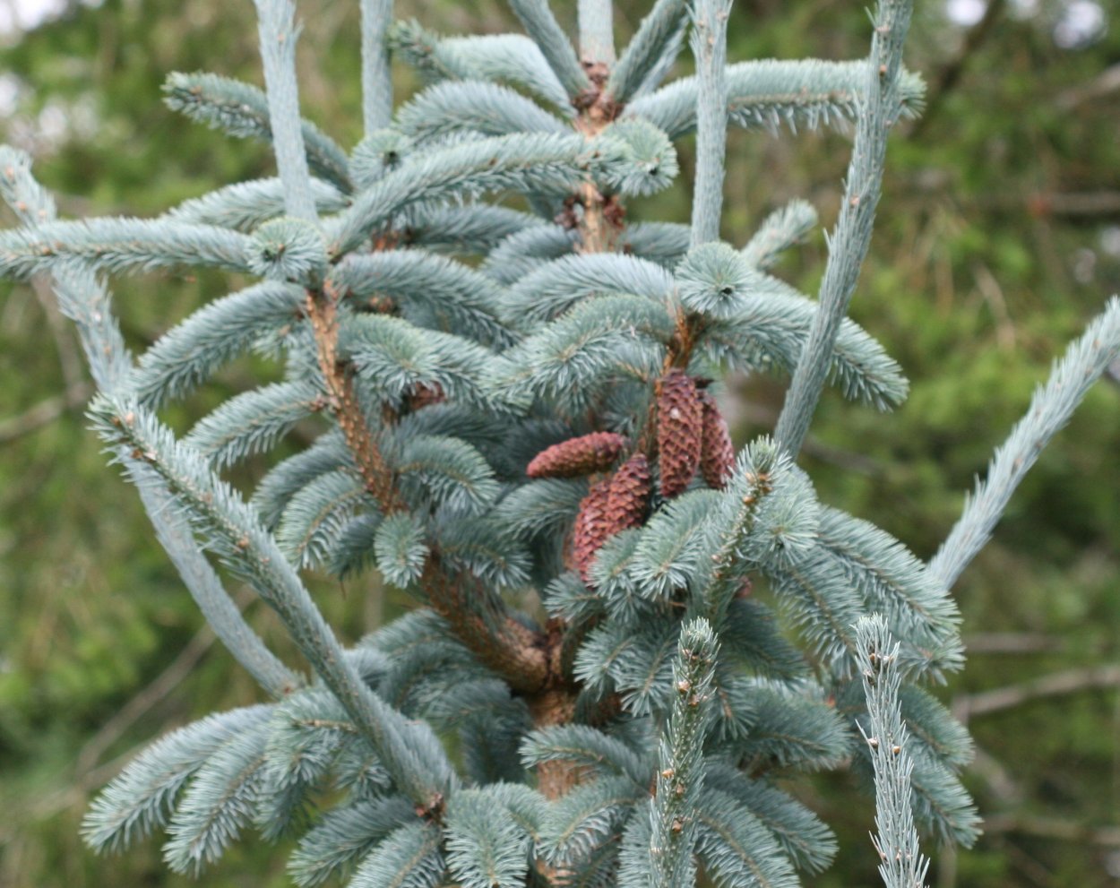 Ель engelmannii glauca