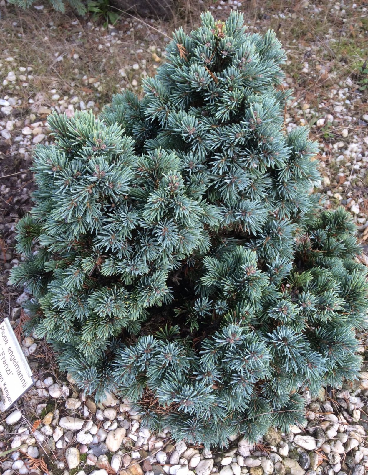 Picea engelmannii Thomschke