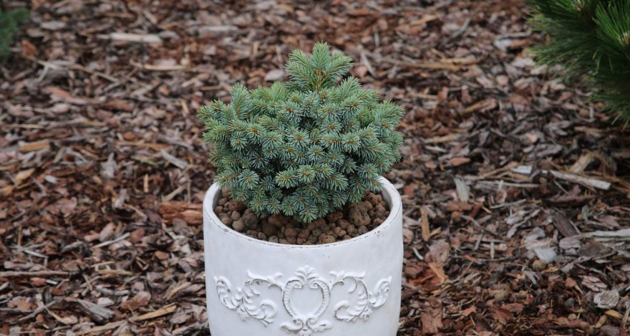 Ель эльгенмана