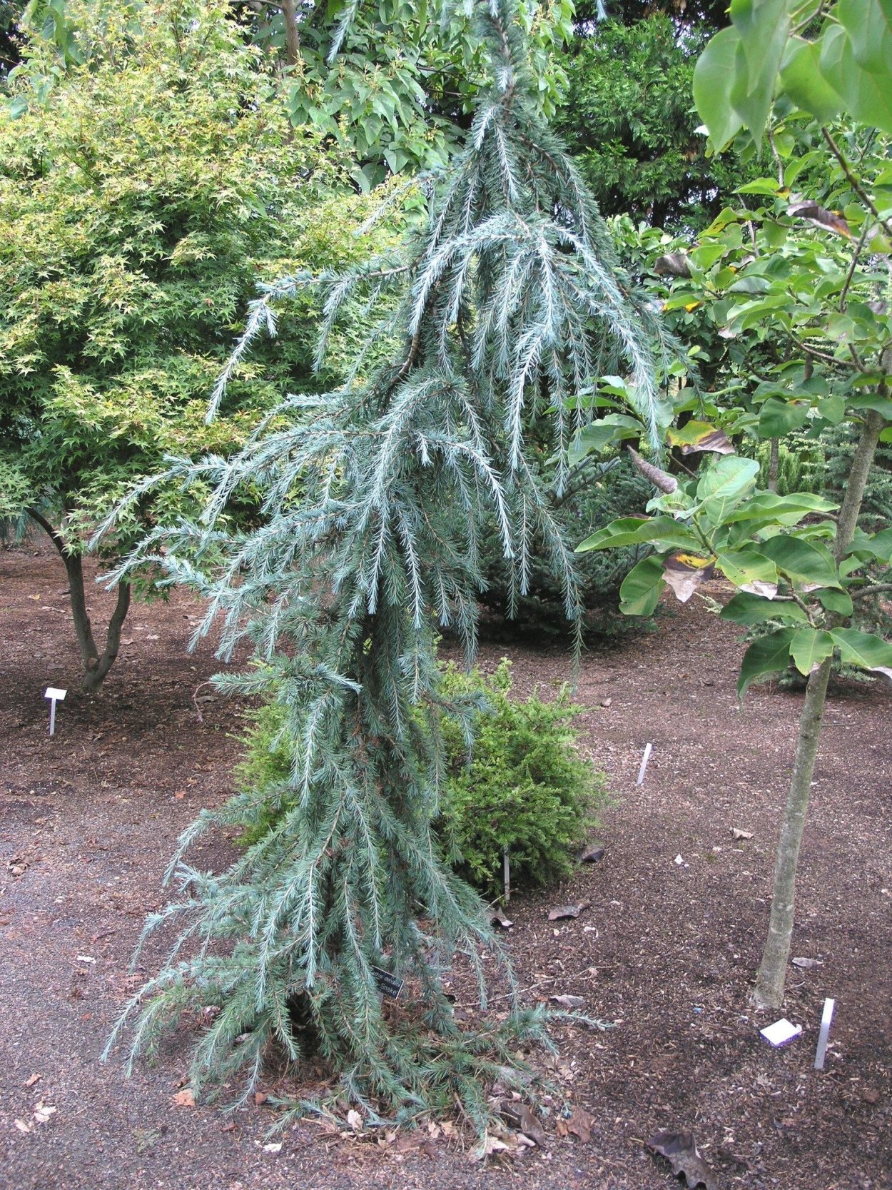 Picea engelmannii 'virgata'