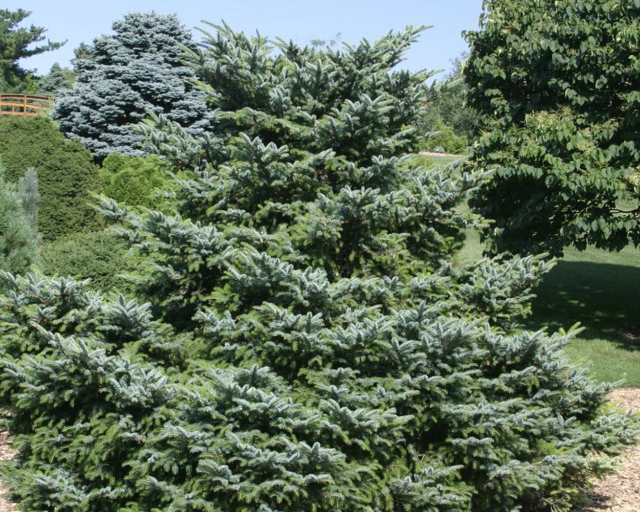 Ель двуцветная Picea bicolor