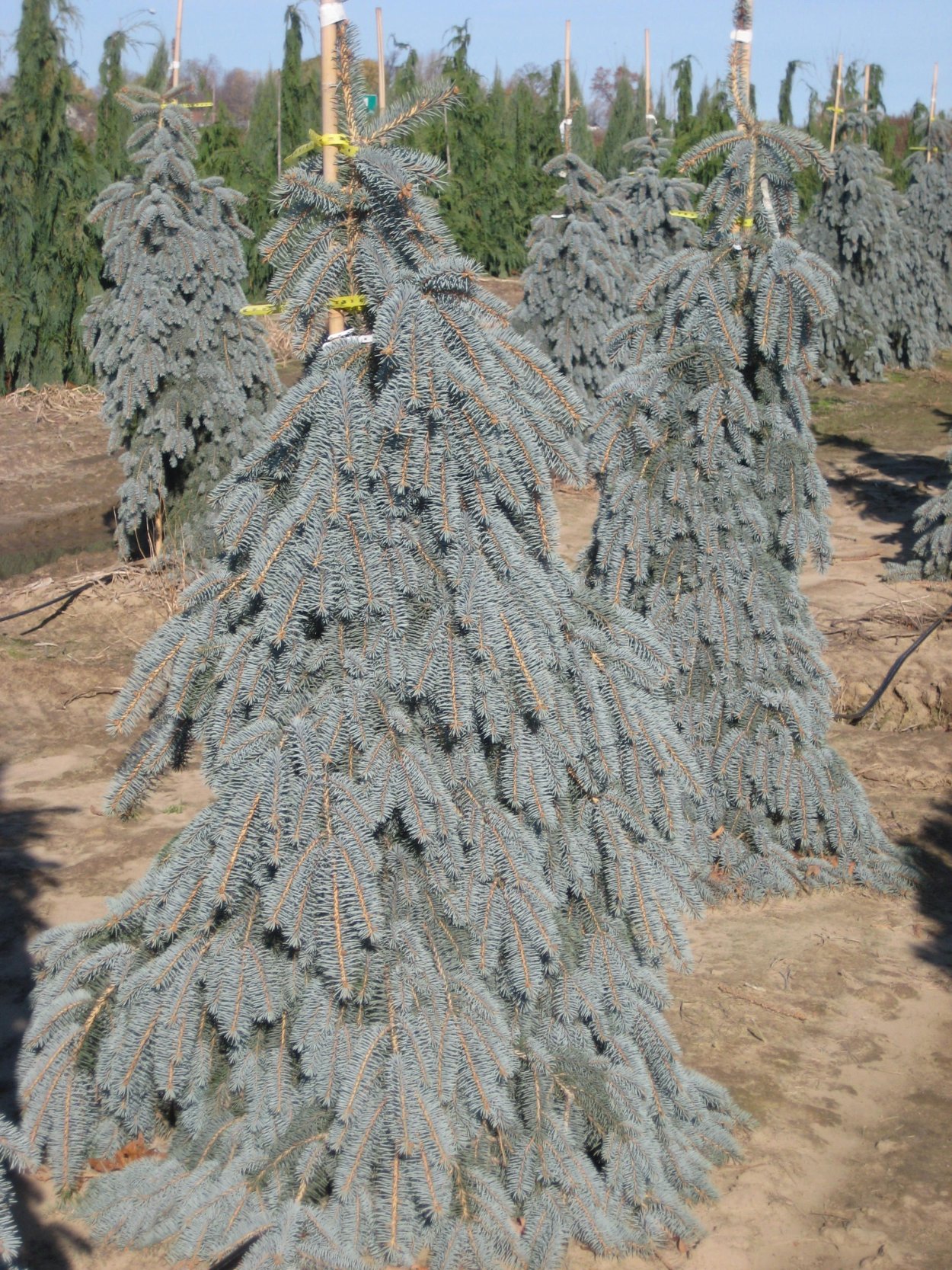 Ель колючая Глаука Пендула