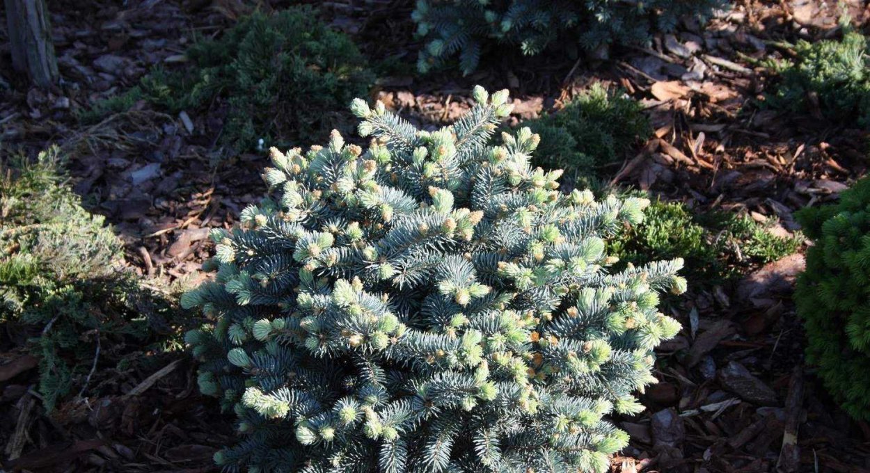 Ель колючая Монтгомери