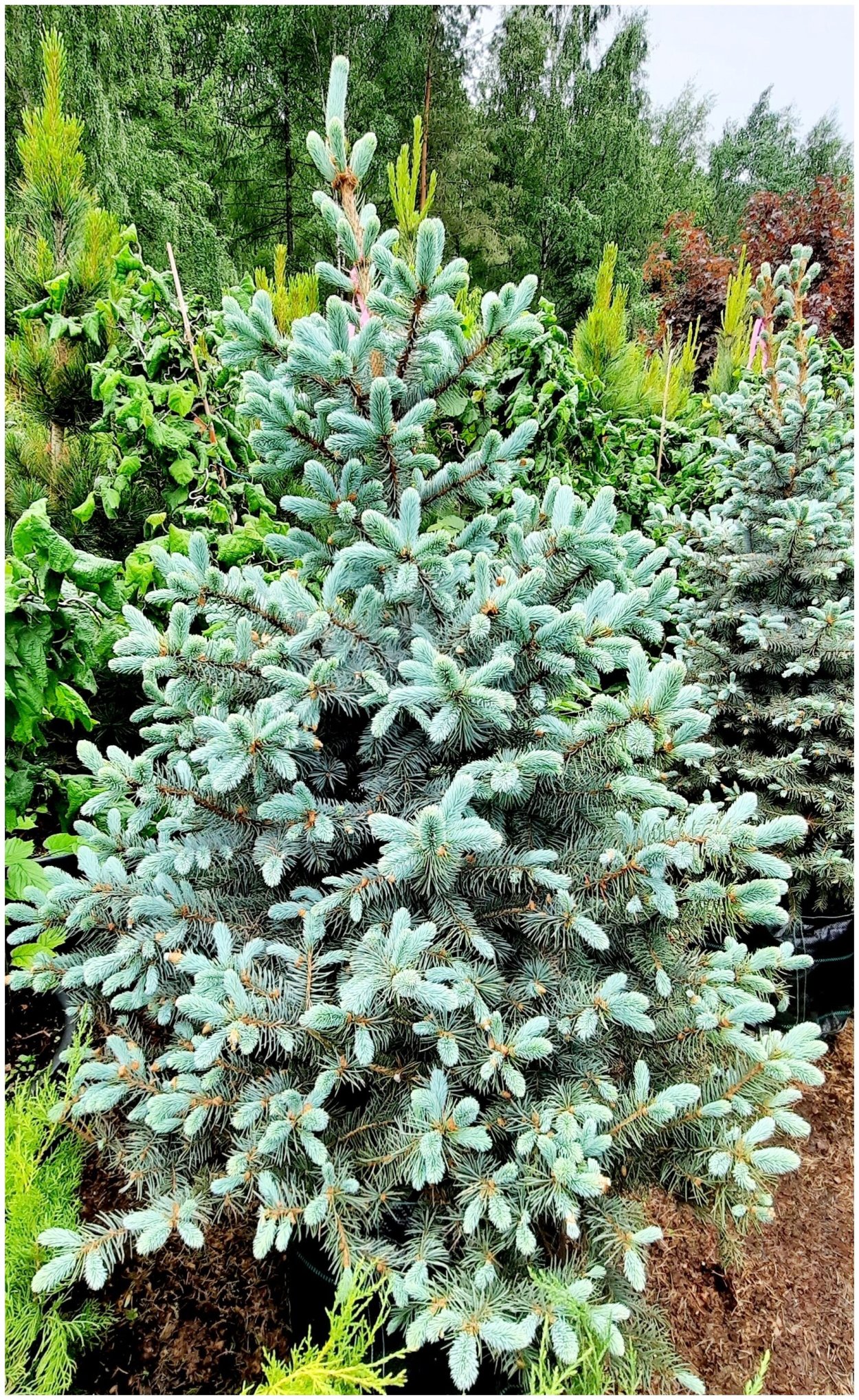 Ель колючая супер Блю