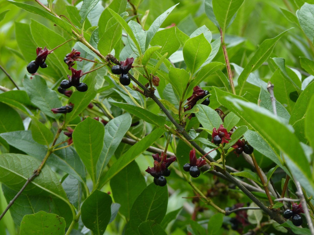 Растение кизильник с чёрными ягодами