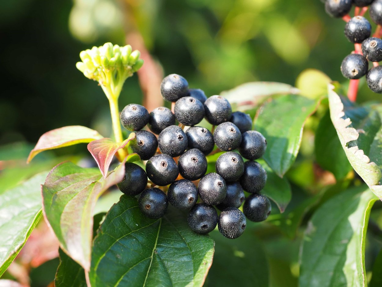 Дёрн кустарник ягоды