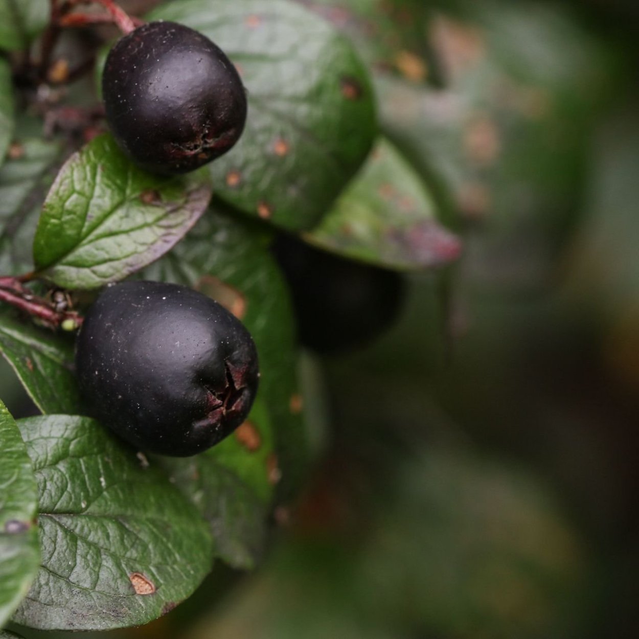 Кустарник с серыми ягодками