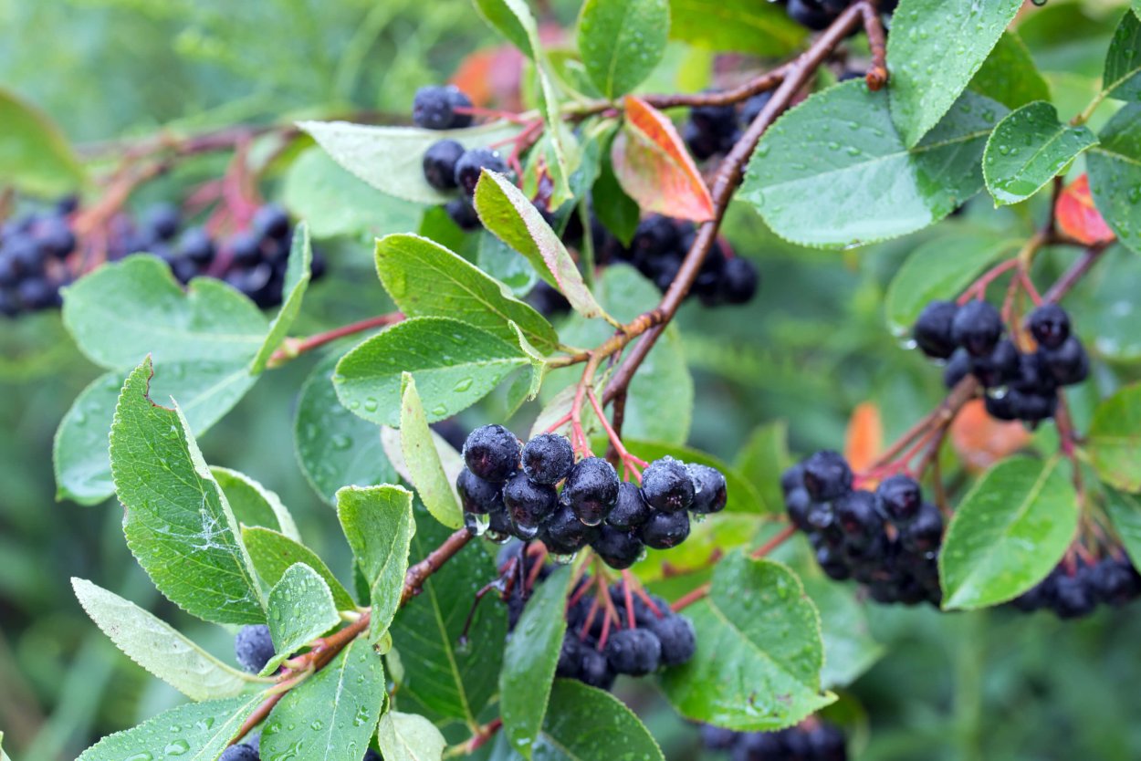 Кизильник черноплодный арония