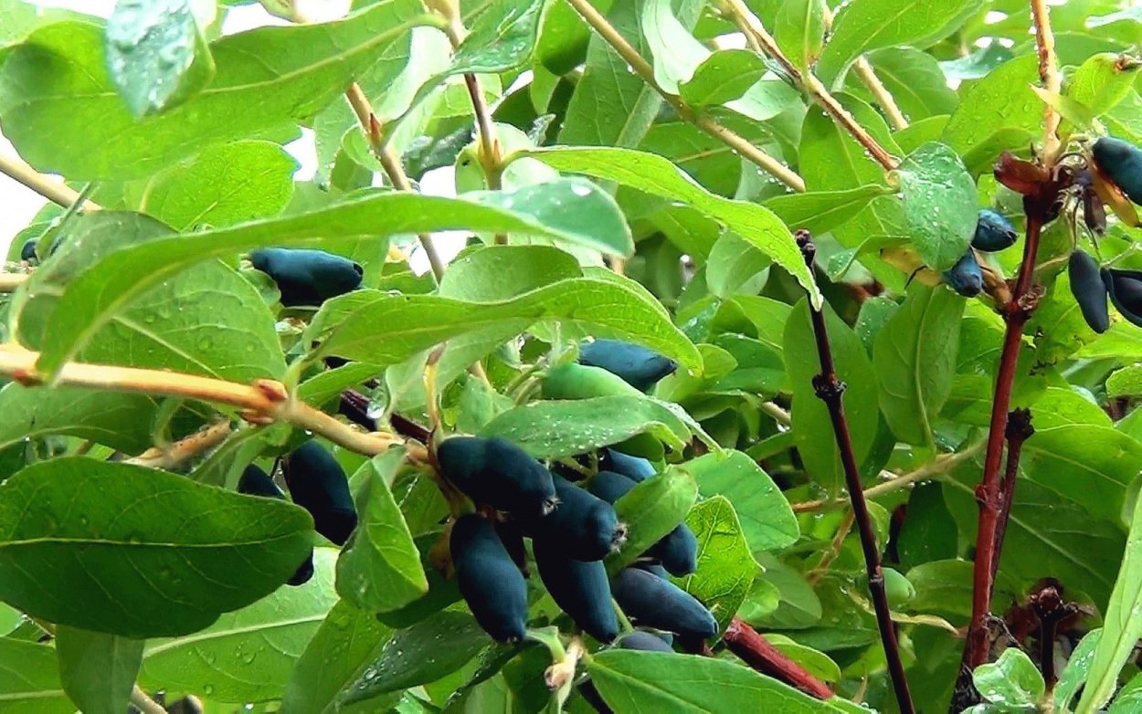 Жимолость съедобная куст