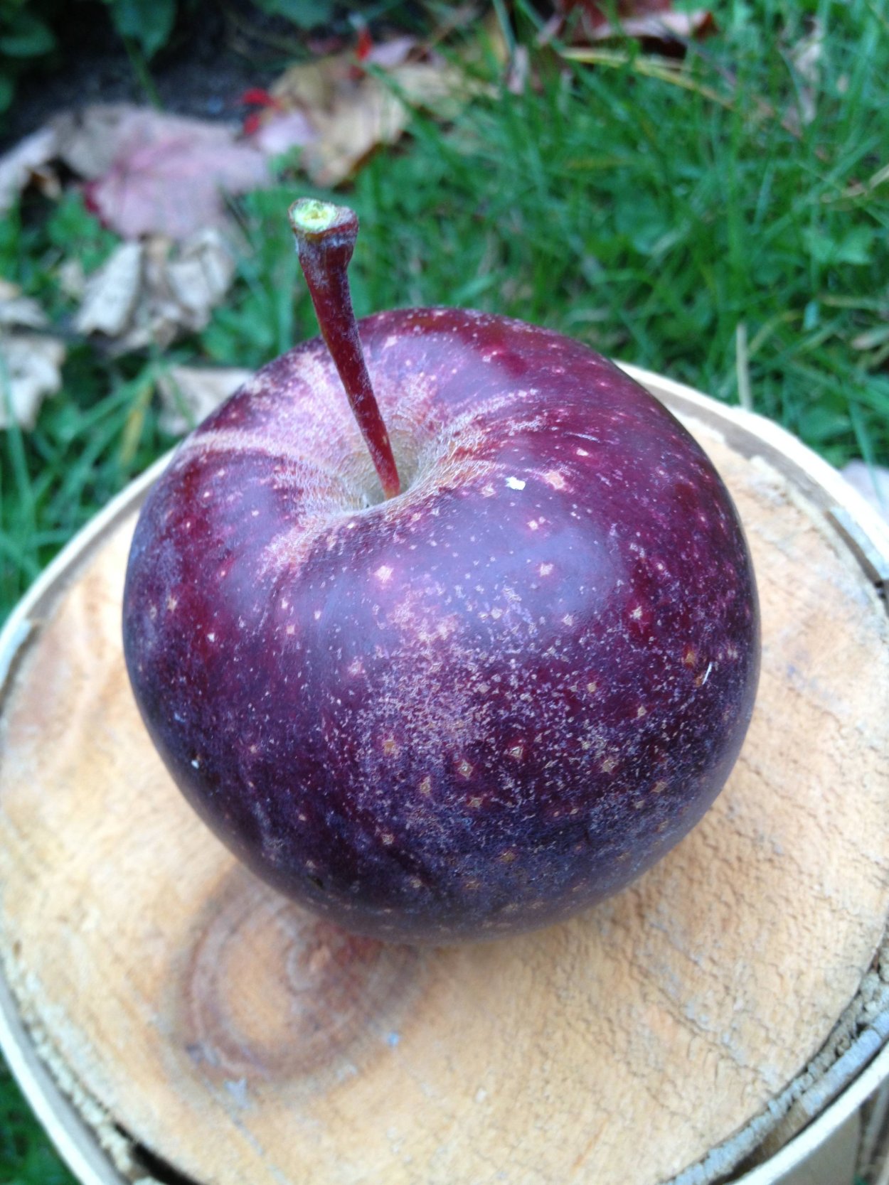 Синее яблоко