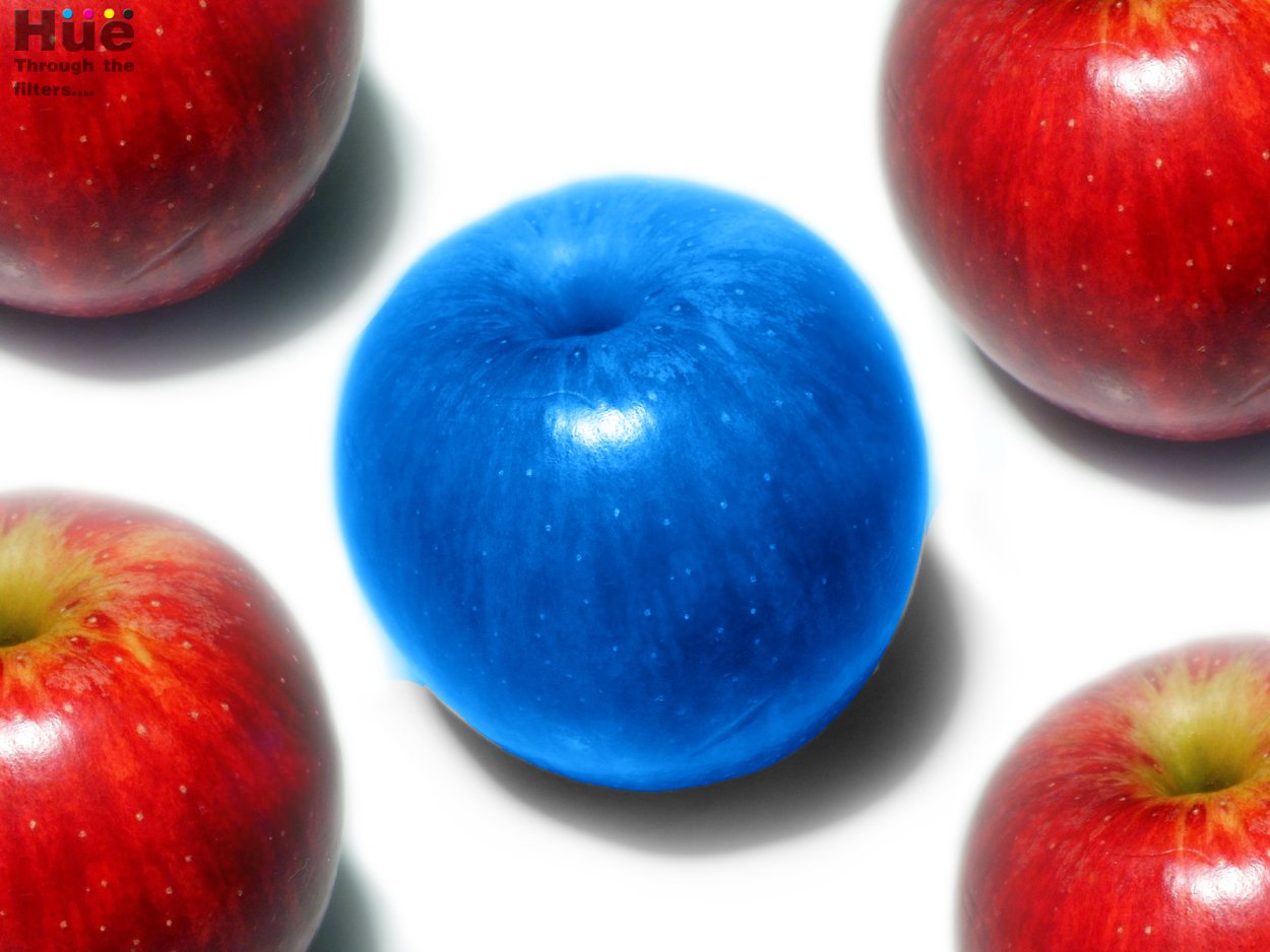 Синие яблоки сорт