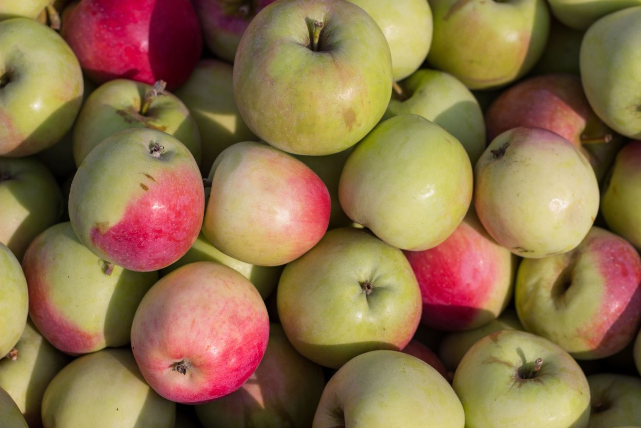 Сорт яблок Кинг роуд