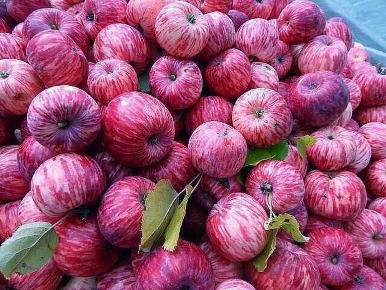 Яблоки шампанское сорт