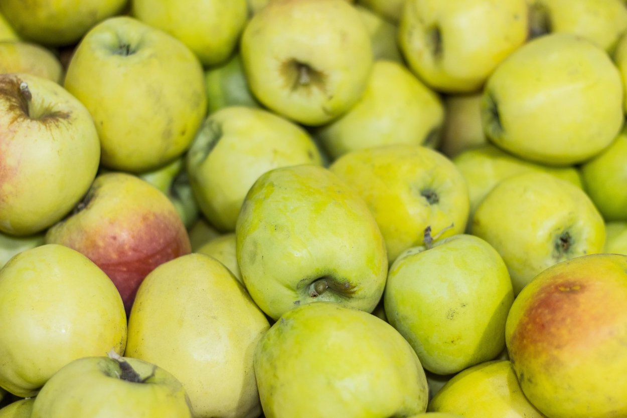 Сорт яблони Пепин Черненко