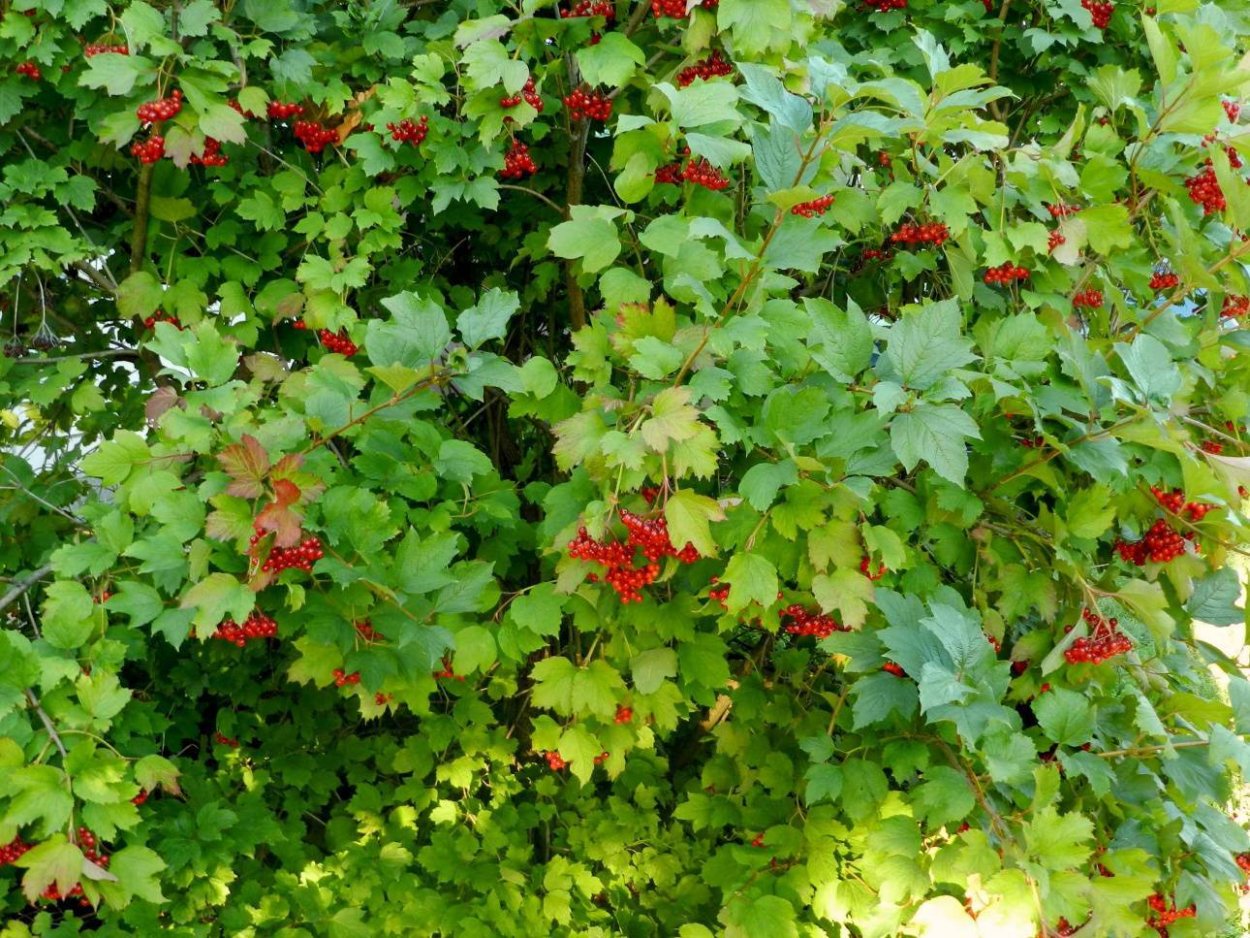 Калина гордовина изгородь