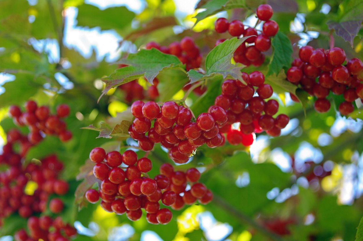 Калина красная