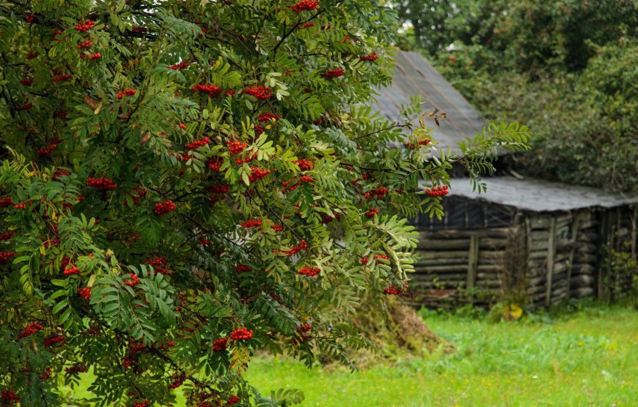 Калина куст рябина дерево