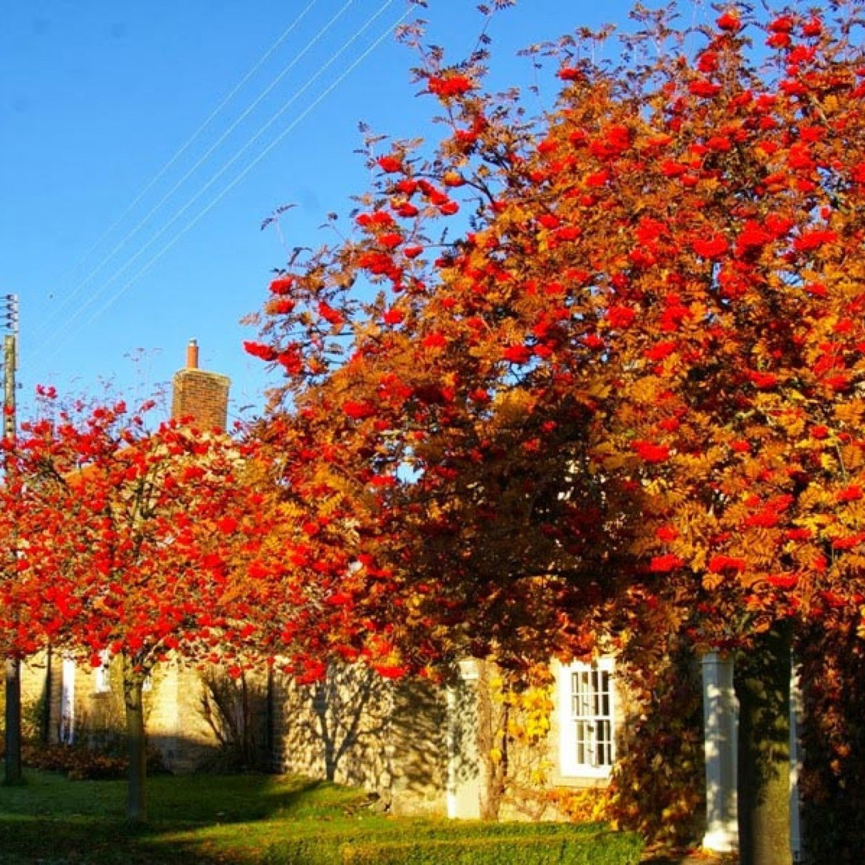 Рябина обыкновенная Калина
