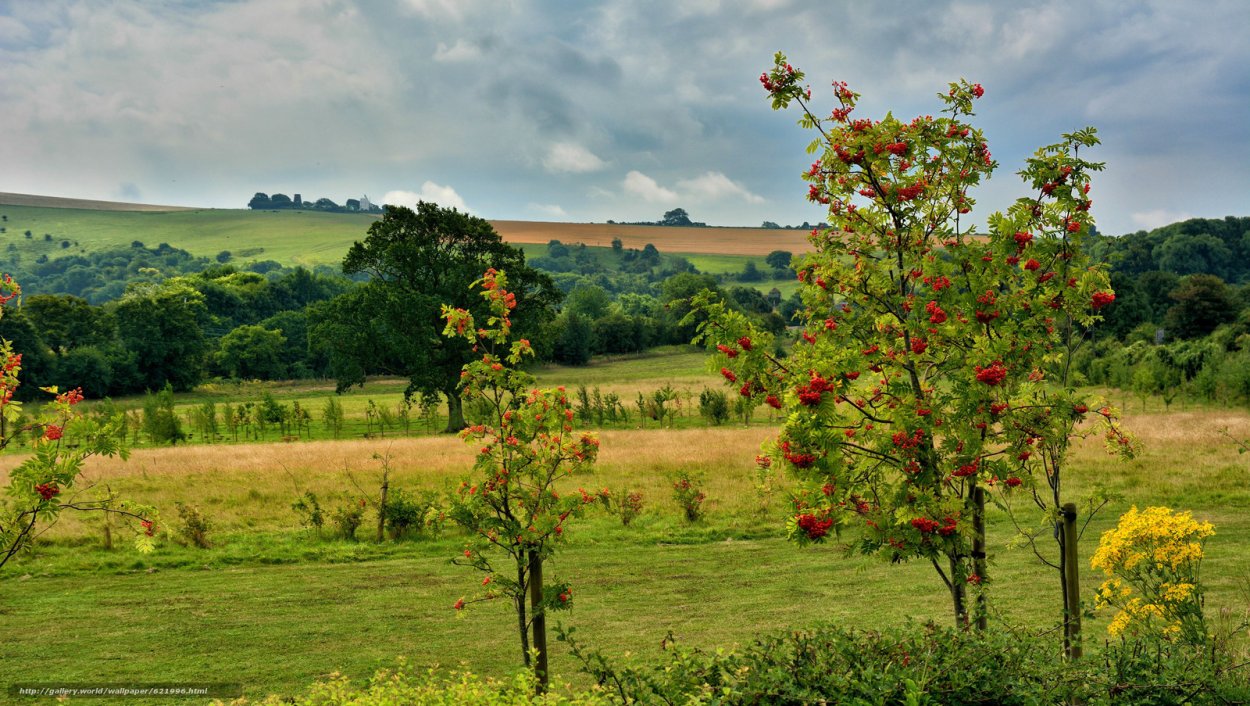 Кусты в поле