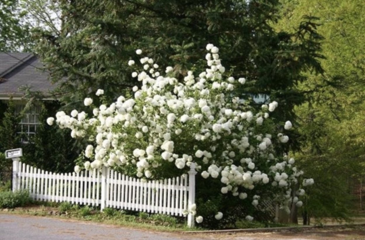 Калина бульденеж