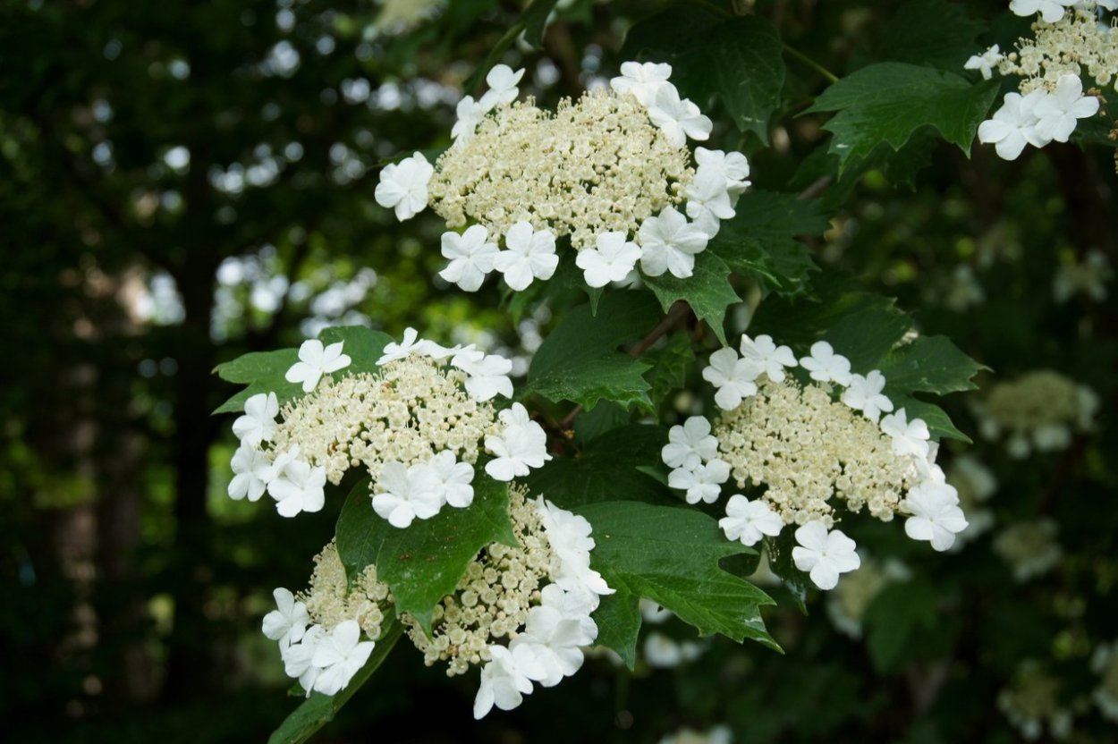 Калина обыкновенная цветет