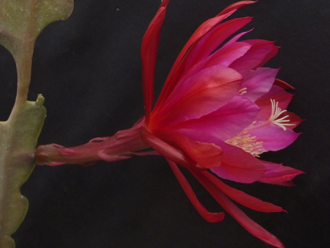 Эпифиллум Дракула