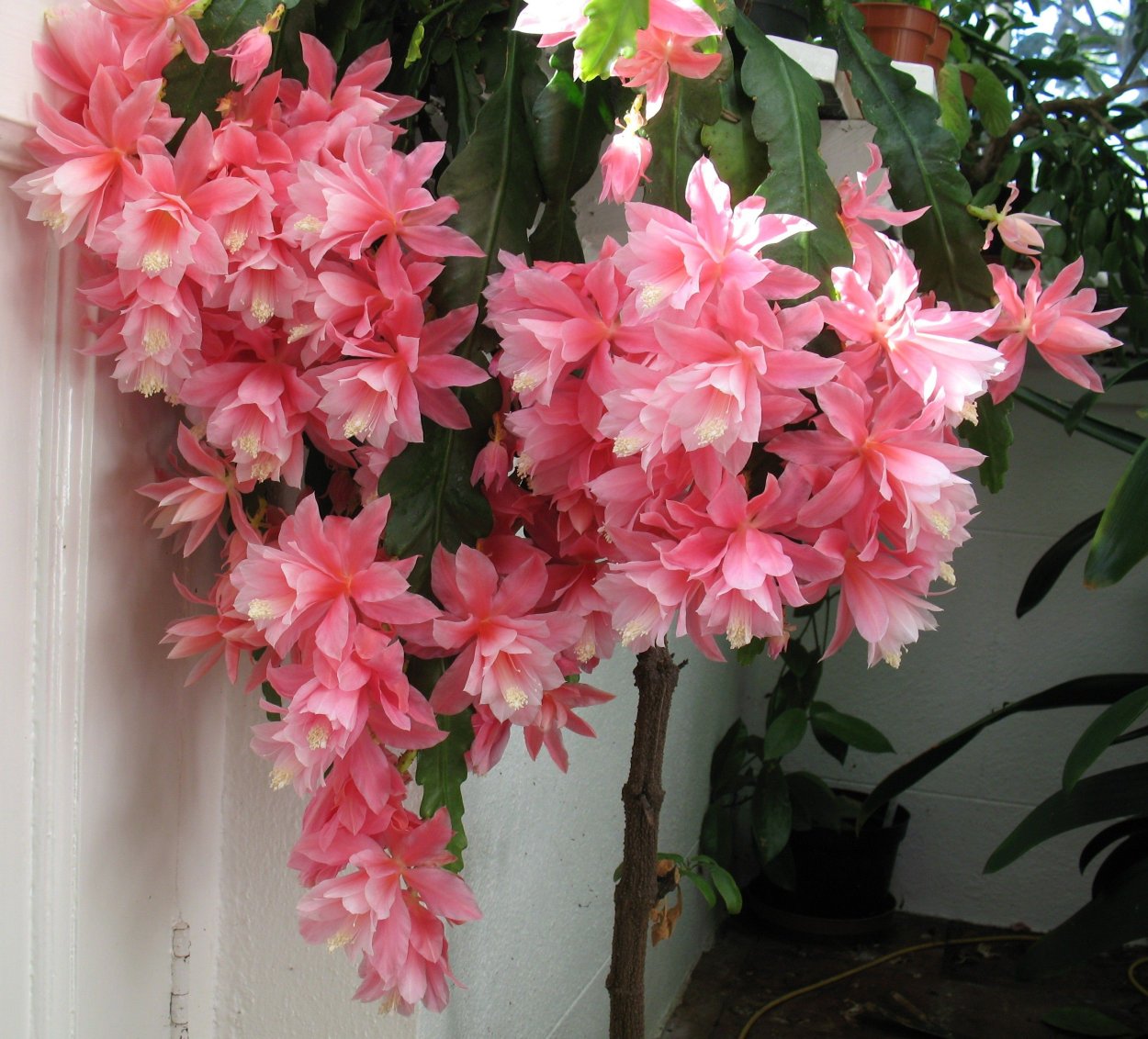 Эпифиллум декабрист