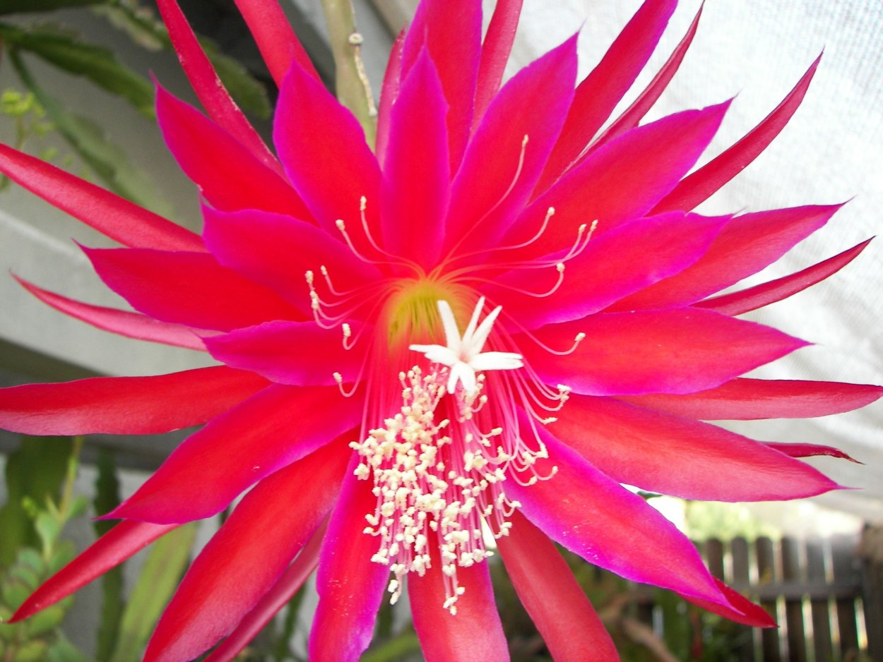 Эпифиллум рыбья кость