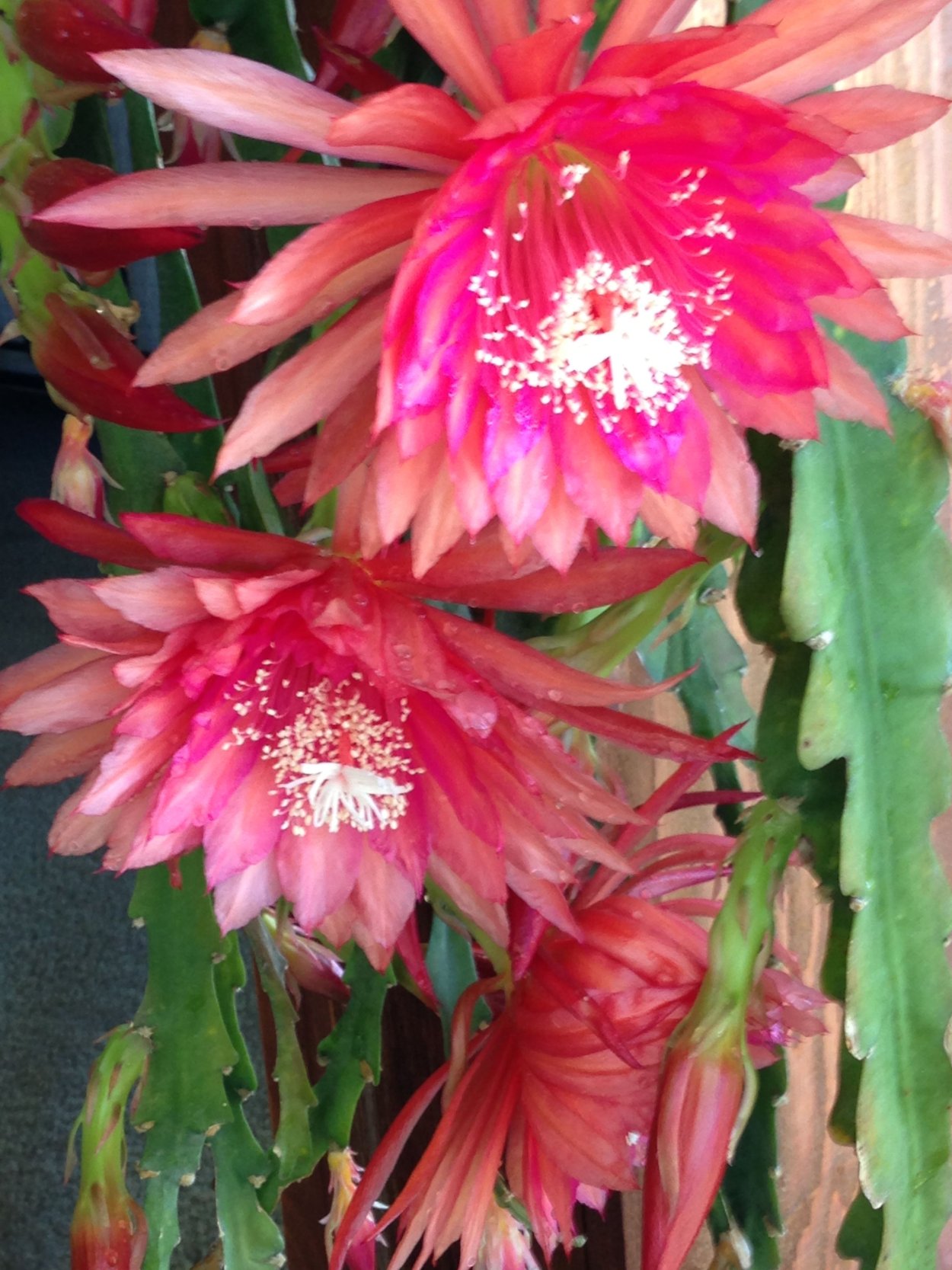 Эпифиллум Пегасус