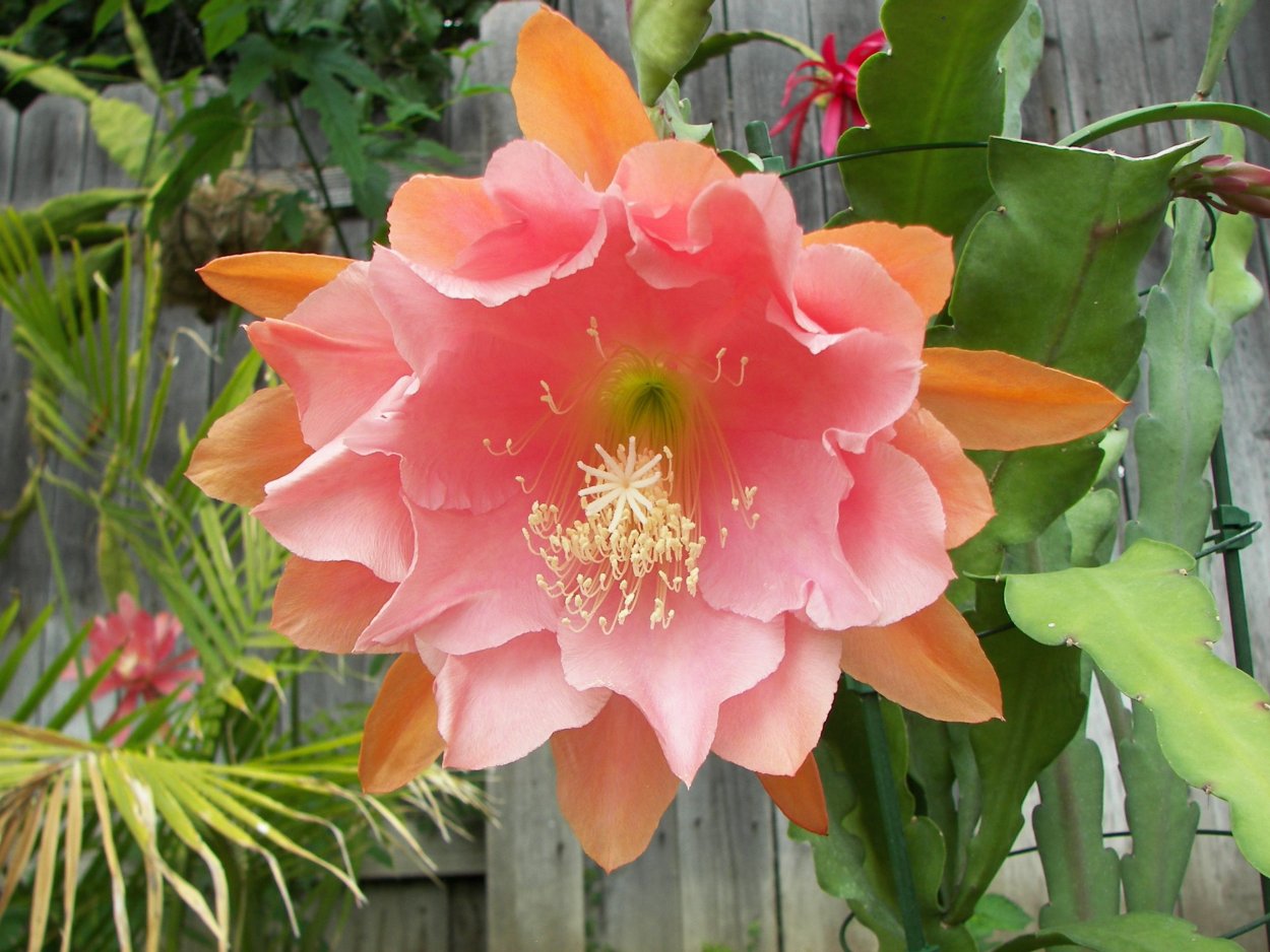 Король Мидас эпифиллум