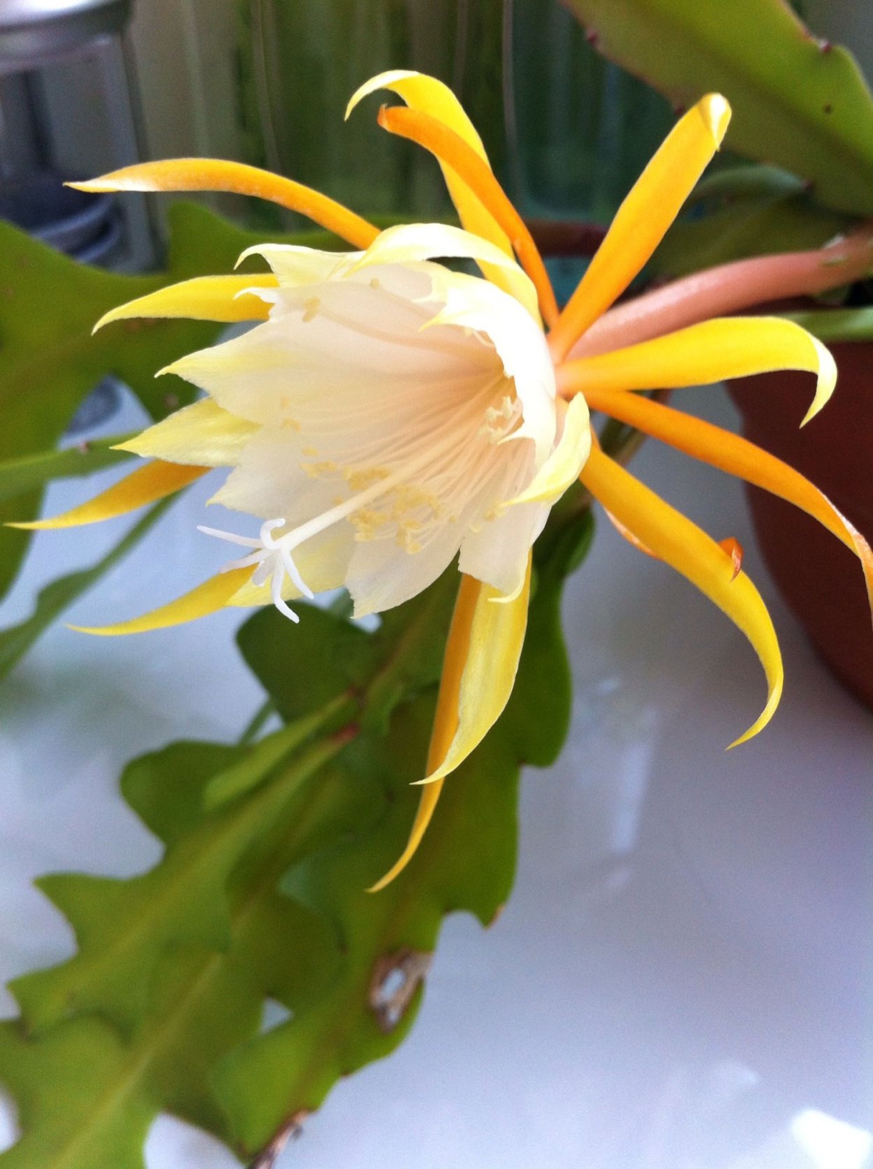 Эпифиллум орхидейный